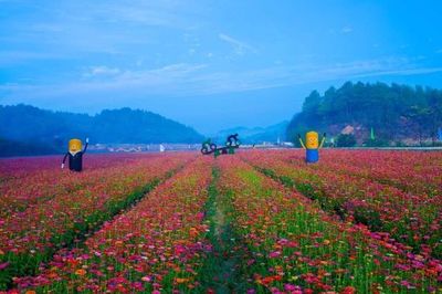 首届中国常山国际慢城花海旅游节开幕，开启生态旅游新篇章